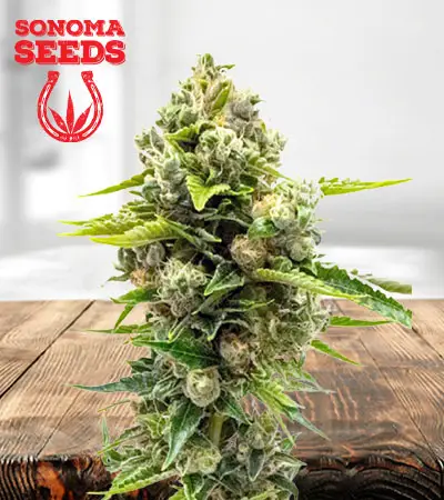 Northern Lights 10 Feminized Marijuana Seeds