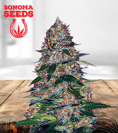 Northern Lights Autoflower Marijuana Seeds