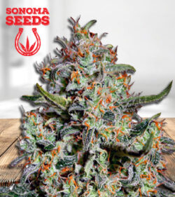 Northern Mango Autoflower Marijuana Seeds