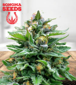 Northern Wreck Autoflower Marijuana Seeds