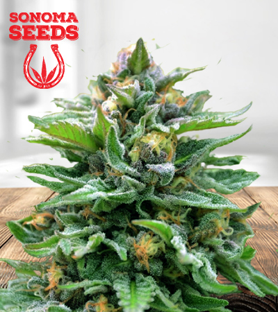 Northern Wreck Autoflower Marijuana Seeds