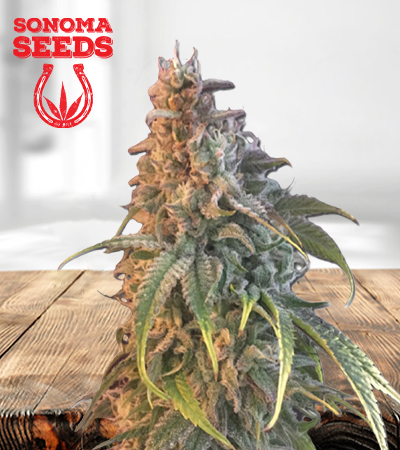 Nuken Feminized Marijuana Seeds