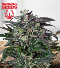 OG Banana Punch Strain