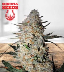 OG Punch Strain