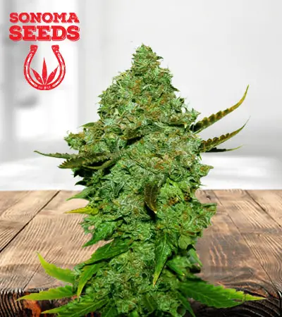 Original Skunk Regular Marijuana Seeds
