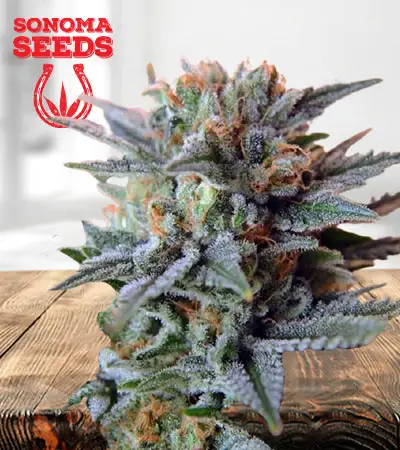 Papaya Glue Feminized Marijuana Seeds
