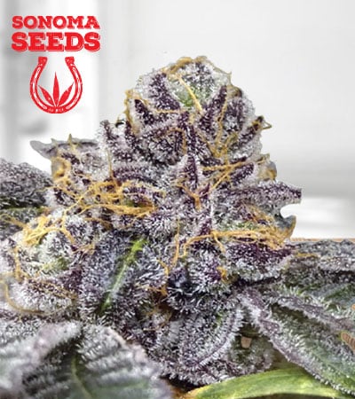 Peanut Butter Haze Feminized Marijuana Seeds