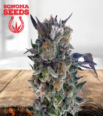 Phantom Cookies Feminized Marijuana Seeds