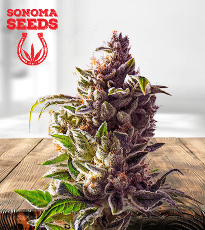 Pineapple Express Autoflower Marijuana Seeds