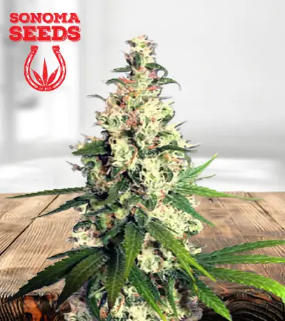 Pineapple Express Feminized Marijuana Seeds