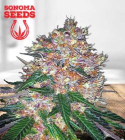Pink Runtz Strain