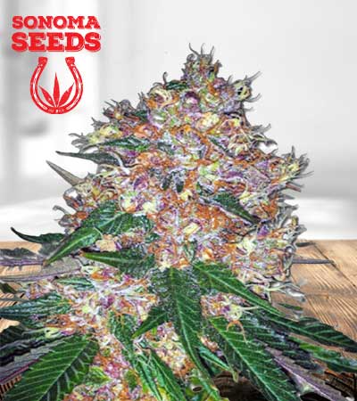 Pink Runtz Strain