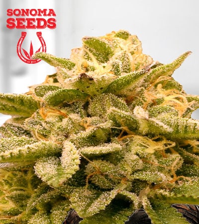 Platinum OG Feminized Marijuana Seeds