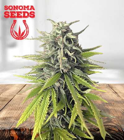 Poison Berry Autoflower Marijuana Seeds