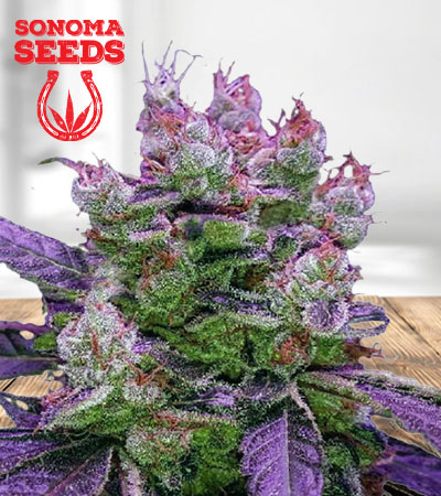 Purple Dream Feminized Fast Version Marijuana Seeds