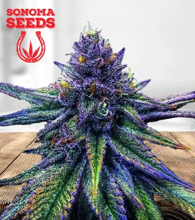 Purple Kush Feminized Marijuana Seeds