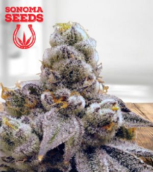 Purple Punch Fast Version Marijuana Seeds