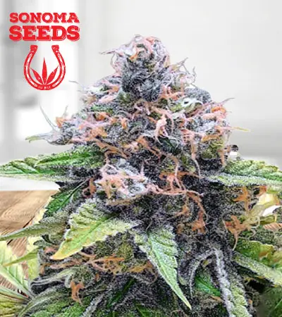 Purple Star Killer Feminized Marijuana Seeds