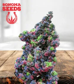 Rainbow Haze Feminized Marijuana Seeds
