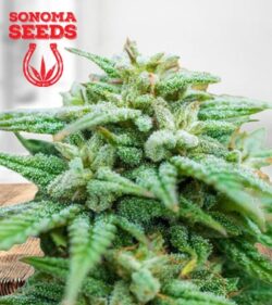 Rock Candy Strain