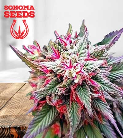Rose-Queen-Feminized