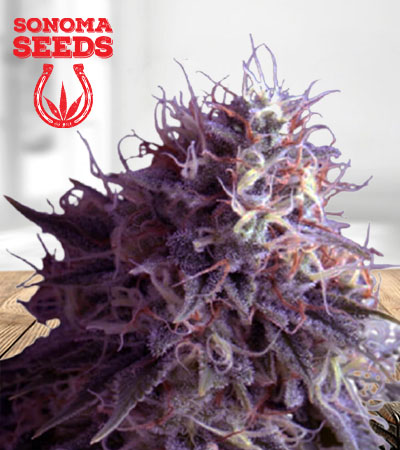 Runtz Autoflower Marijuana Seeds