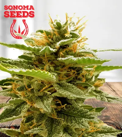 Runtz Feminized Marijuana Seeds