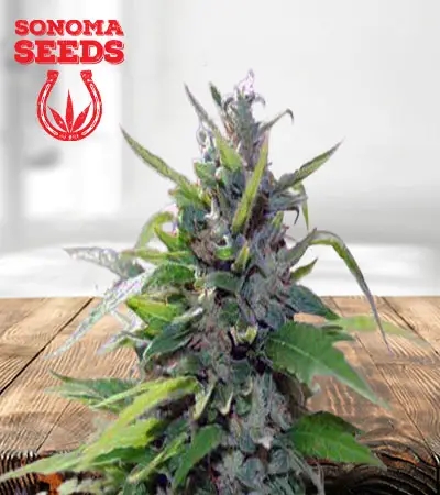 Sativa Star Feminized Marijuana Seeds