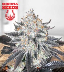 Sex On The Beach Strain