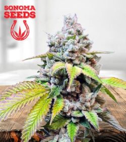Skunk Berry Strain