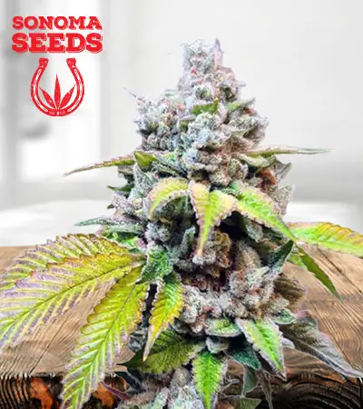 Skunk Berry Feminized Marijuana Seeds