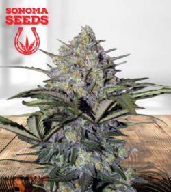 Skunk Glue Strain