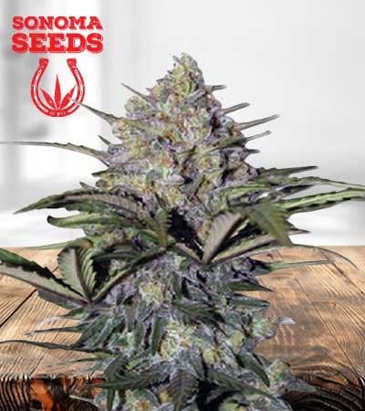 Skunk Glue Strain