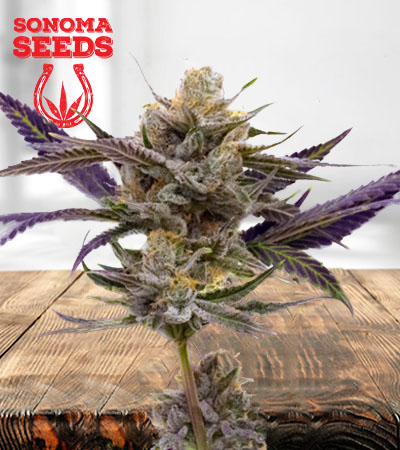 Skywalker Autoflower Marijuana Seeds