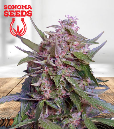 Sour Diesel Strain