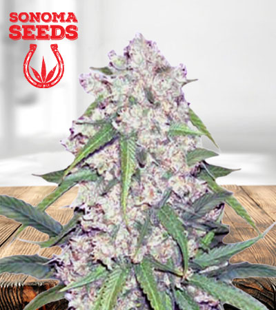 Sour Flower Autoflower Marijuana Seeds