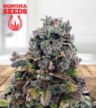 Sour Girl Autoflower Marijuana Seeds