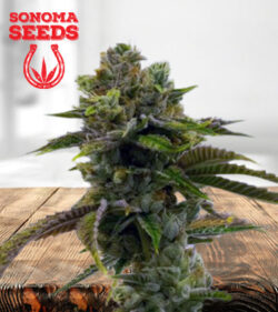 Sour Grape Feminized Marijuana Seeds