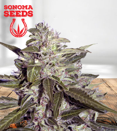 Sour Grapes Autoflower Marijuana Seeds
