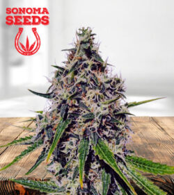 Sour Jack Feminized Marijuana Seeds