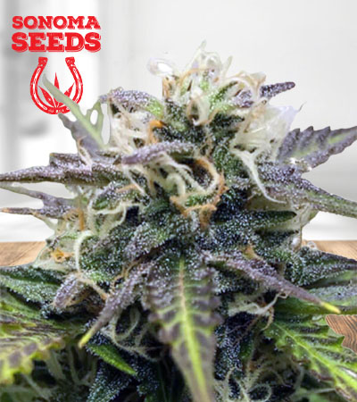 Sour Kush Feminized Marijuana Seeds
