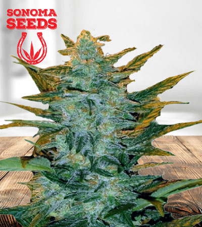 Sour Maui Autoflower Marijuana Seeds