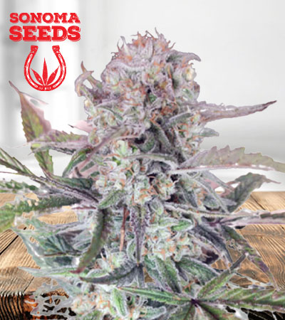 Sour OG OG Sour Feminized Marijuana Seeds