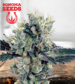 Strawberry Diesel Strain