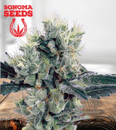 Strawberry Diesel Feminized Marijuana Seeds