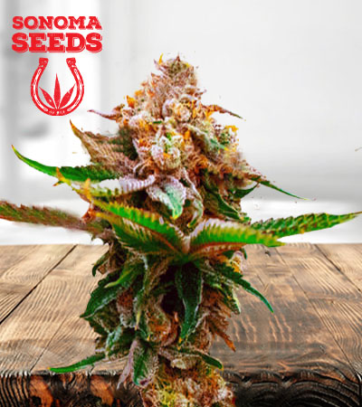 Strawberry Kush Autoflower Marijuana Seeds