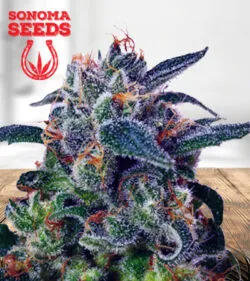 Strawberry Milk Strain