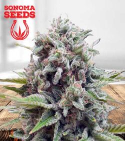 Sugar Glue Strain