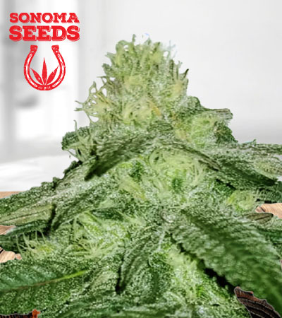 Sugar Kush Fast Version Marijuana Seeds