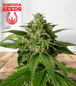 Super Silver Haze Feminized Marijuana Seeds